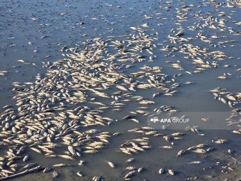 Culfada su anbarında balıqlar kütləvi tələf oldu - FOTO