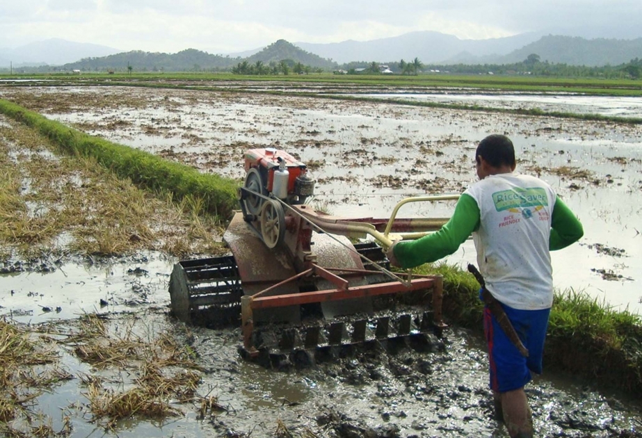 El Nino quraqlığı Filippin kənd təsərrüfatına böyük zərər vurub