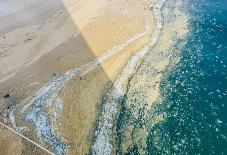 Adriatik dənizinin İtaliya sahilləri selik təbəqəsi ilə örtüldü