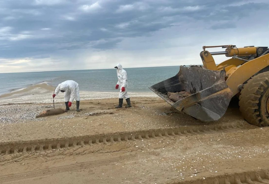 Xəzərin sahilində 279 ölü suiti AŞKARLANDI